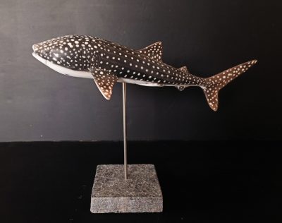 Requin Baleine 1 - 1