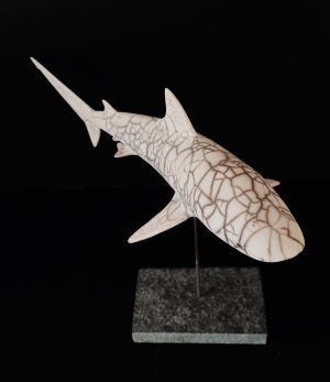 Requin Tigre Petit