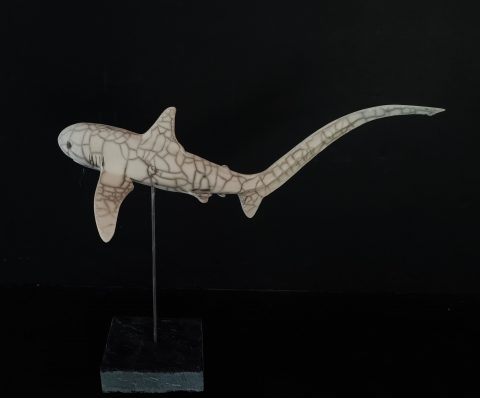 requin renard petit -1
